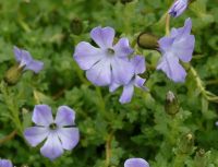 Nice violet-blue flowers on the ends of long traling stems.